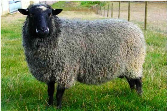RESEARCH RESULTS (2) Genomic profiles of six Russian sheep breeds