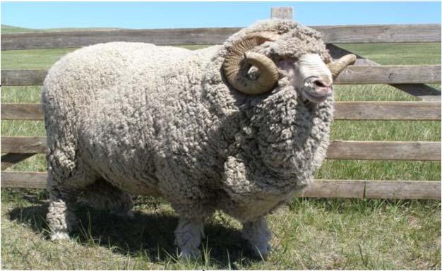 The most genetically distinct breed of sheep is Romanov.