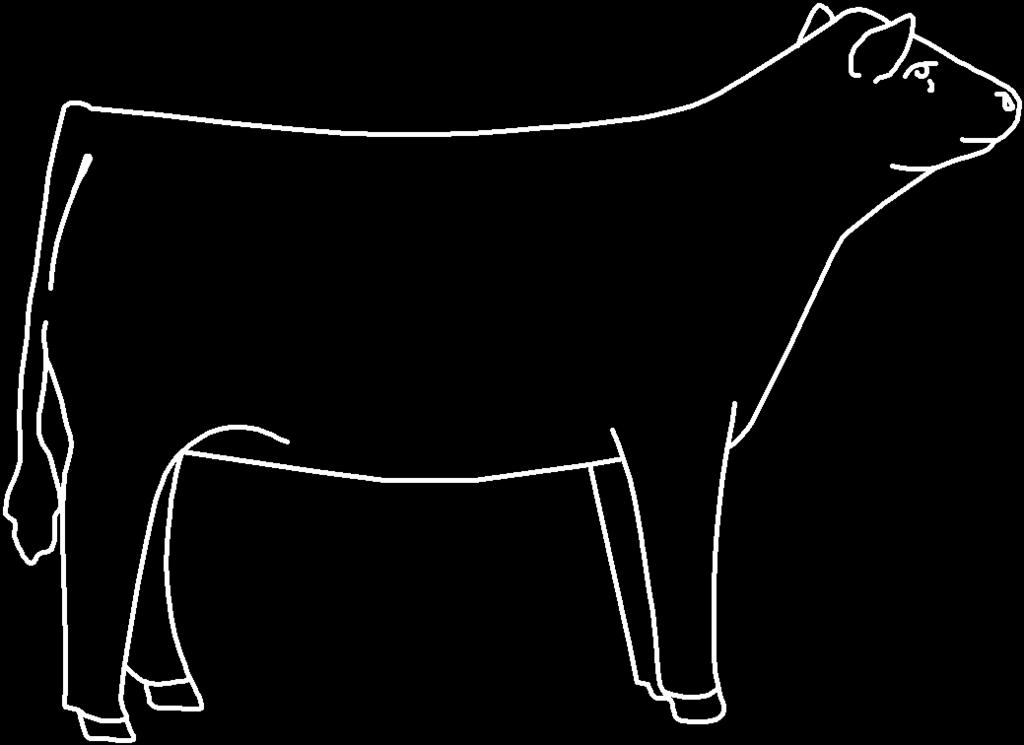 Parts of the Beef Animal