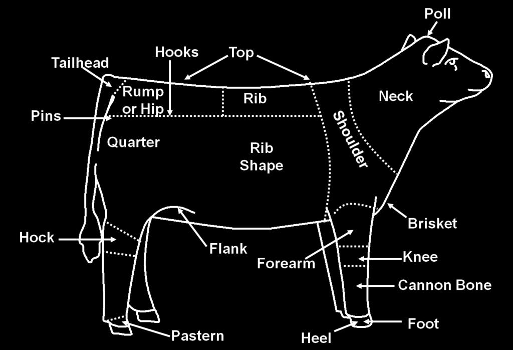 Parts of the Beef Animal Answer Sheet