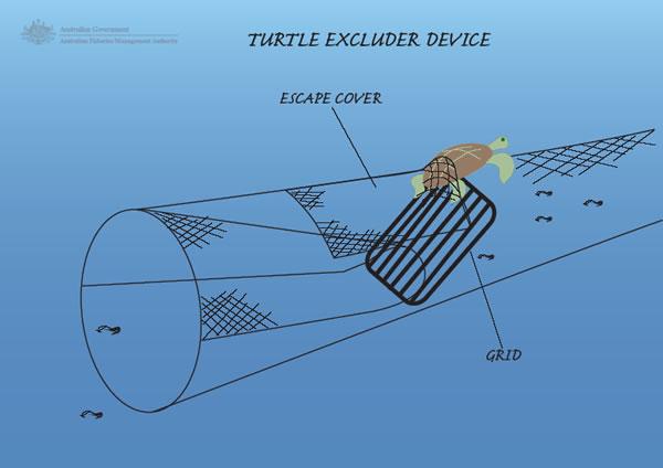 nets to dump 20 percent or more of the shrimp as well, call them trawler eliminator devices.