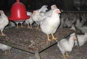 Accurate weighing of breeder hens The proper sampling and accurate weighing of breeder hens during their production cycle is both important and necessary.