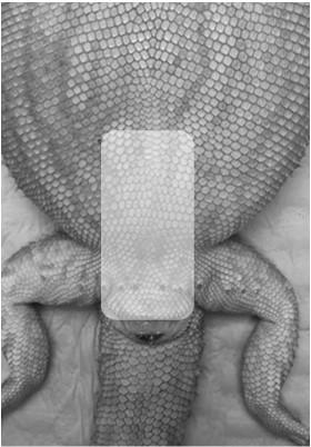 Cloacal Prolapse in Reptilian Patients CVMA Lectures September 2017 Krista A Keller, DVM, Dipl ACZM Assistant Professor of Zoological Medicine University of Illinois College of Veterinary Medicine