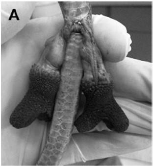 Cloacal Prolapse Hemipene/Phallus Gross appearance Lizards/Snakes Laterally arising Lacks a lumen Rarely pigmented Video of hemipenile plug removal.