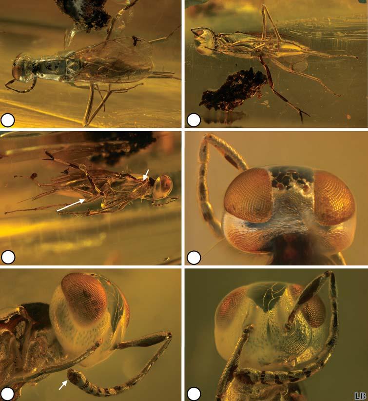 Description of three new genera and four new species of Neanastatinae from Baltic amber 191 mm wide when it is faced dorsally.