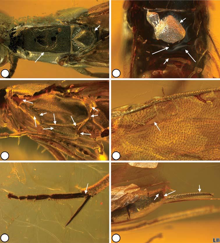 Description of three new genera and four new species of Neanastatinae from Baltic amber 193 Metapleuron uniformly setose, strongly tapered ventrally so as to extend as almost linear strip (Fig.