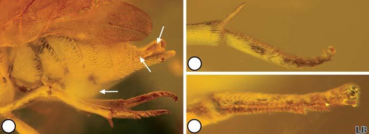 Description of three new genera and four new species of Neanastatinae from Baltic amber 203 but at least with deep furrow behind cercus; bare structure (Fig.