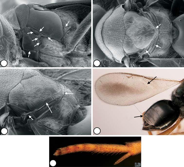 Description of three new genera and four new species of Neanastatinae from Baltic amber 207 and/or Tanaostigmatidae are closely related to and might even render Neanastatinae paraphyletic if