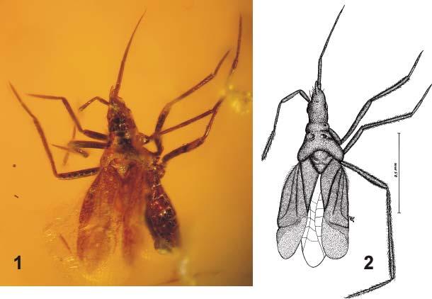 500 POPOV: Pavlostysia wunderlichi, first fossil spider-web bug from Baltic amber Figs. 1-2. Pavlostysia wunderlichi gen. nov. and sp. nov., holotype, male habitus in dorsal view.