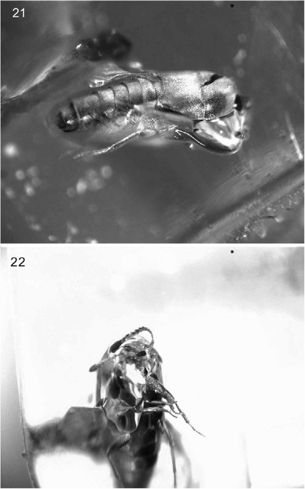 Figs 21-22: Dictyon antiquus sp.n. 21 - habitus in lateral view; 22 - habitus in ventral view.