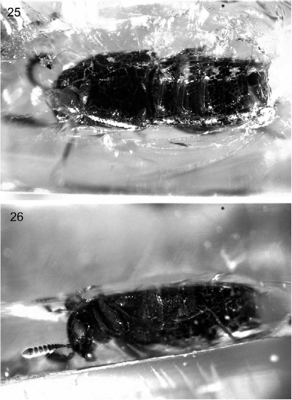 Figs 25-26: Aleochara baltica sp.n. 25 - habitus in dorsal view; 26 - habitus in lateral view. Affinity.