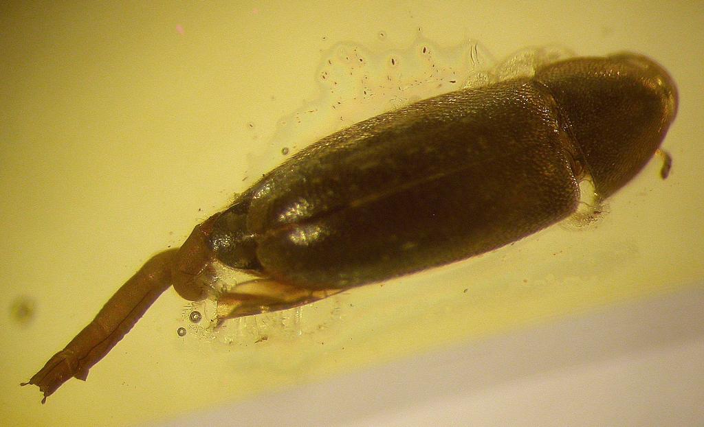 New taxa of Baltic amber false darkling beetles