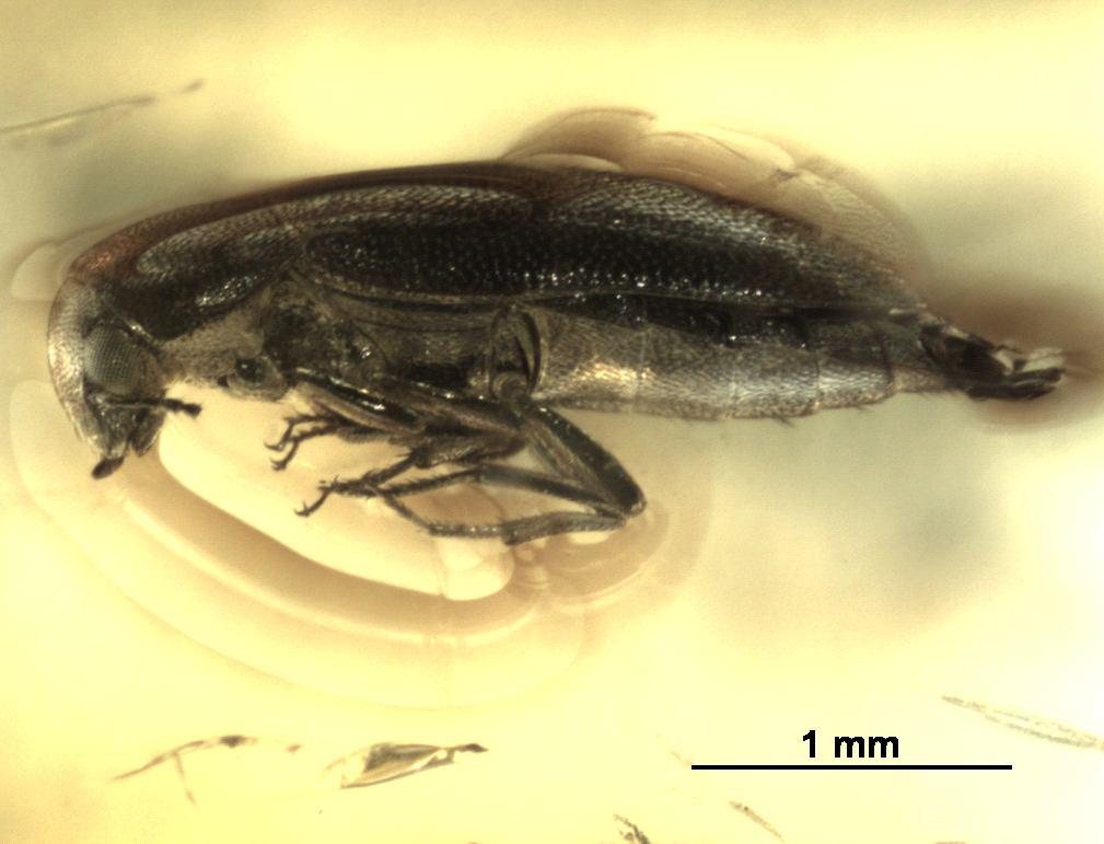 Holotype: lateral view Fig. 21.  Paratype, Nr.