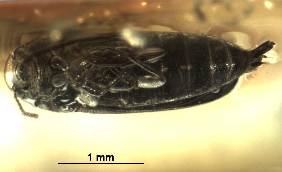 Holotype: ventral view Fig. 22.  Paratype, Nr.