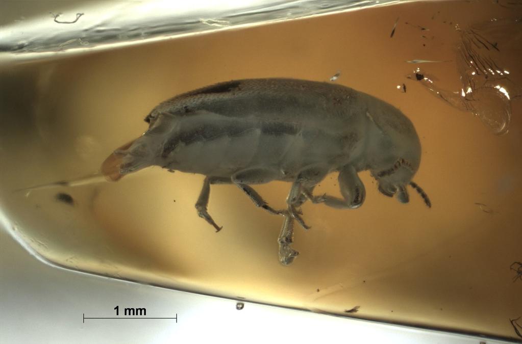 Holotype: dorsal view Fig. 26.
