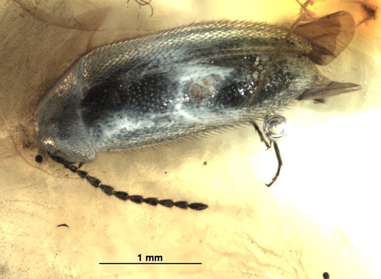 Holotype: lateral view Fig. 27.  nov.