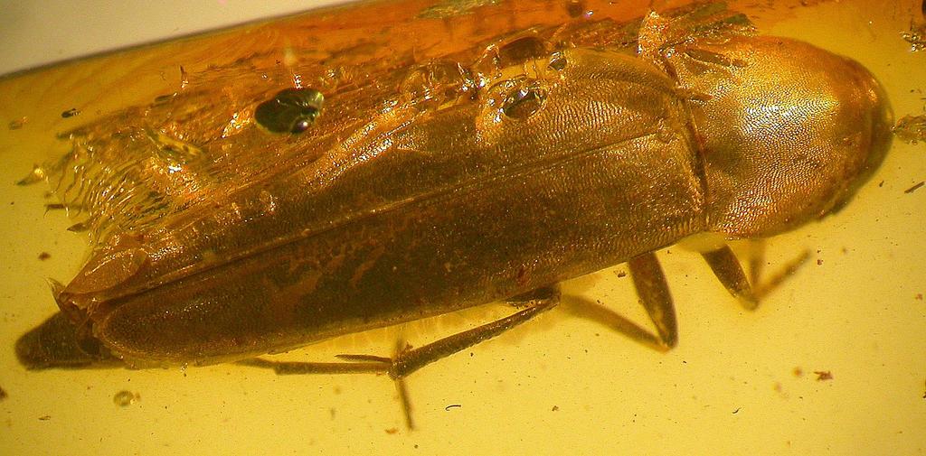 New taxa of Baltic amber false darkling beetles (Coleoptera: Melandryidae) Fig. 7.