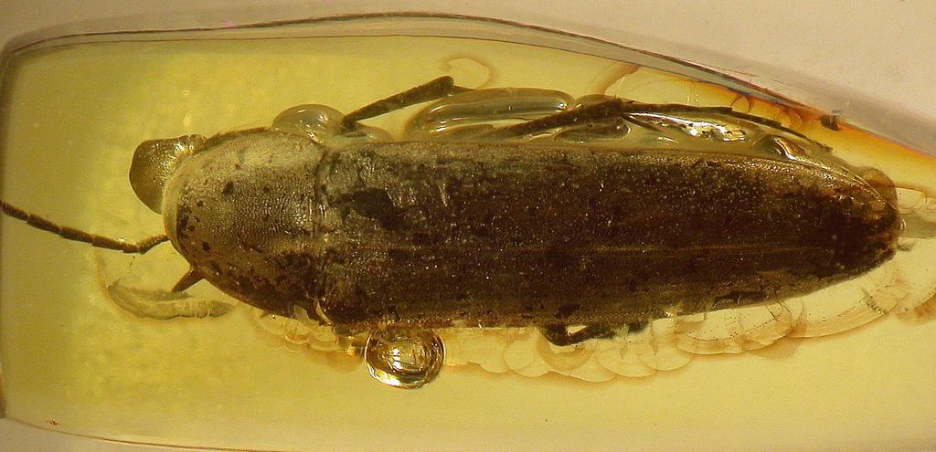 New taxa of Baltic amber false darkling beetles (Coleoptera: Melandryidae) Fig. 12. Serropalpus ingemmescus sp. nov.