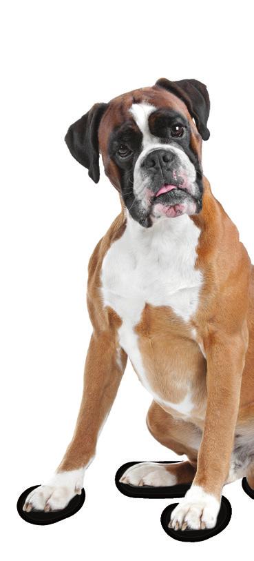 Case report In light of the high numbers of imported leishmaniosis cases in the past quarter, this issue s case report focuses on a Leishmania infantum infected Boxer dog imported from Italy.