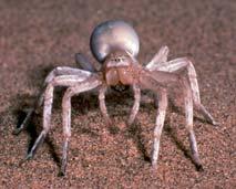 The spider is less active on bright, windy or foggy nights. The prey, mainly beetles, moths and other spiders, is usually consumed in the burrow. It has even been recorded to eat a Namib dune gecko.