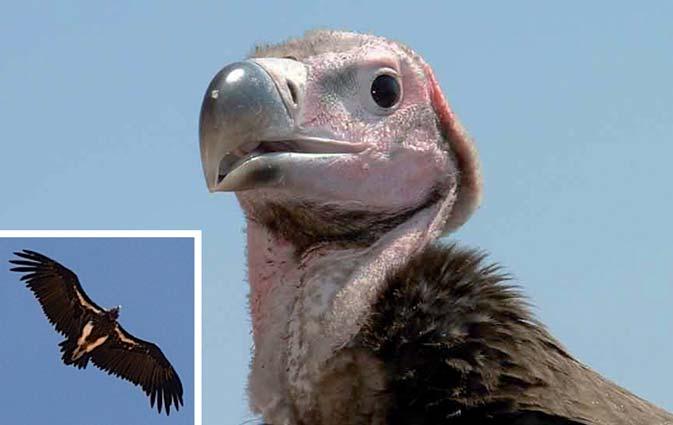 Lappet-faced Vulture Aegypius tracheliotos Description Size: 98-105 cm It s a huge bird, often soaring high in the sky. It has a wingspan of up to 3m.