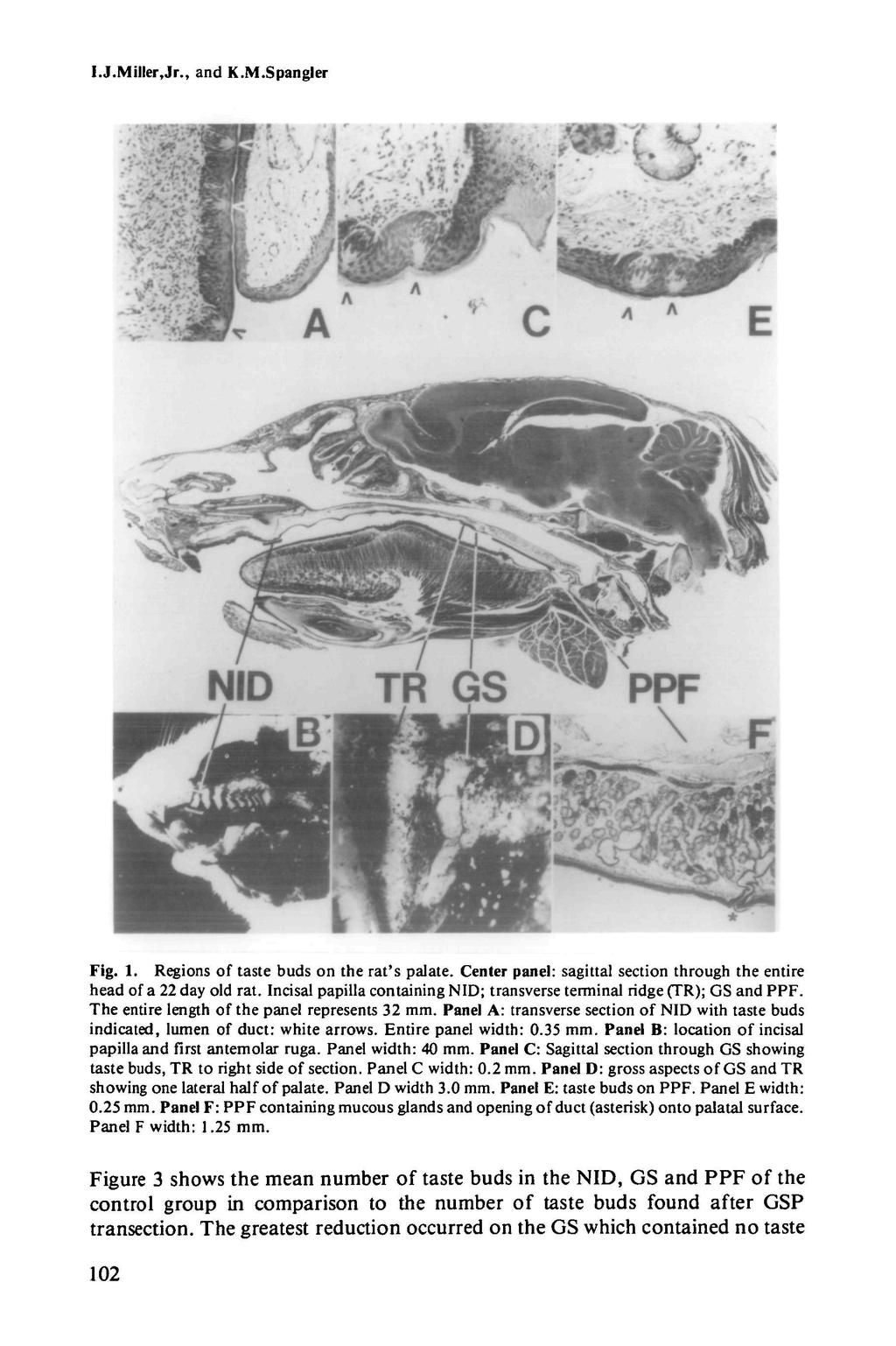 l.j.miller,jr., and K.M.Spangler Fig. 1. Regions of taste buds on the rat's palate. Center panel: sagittal section through the entire head of a 22 day old rat.