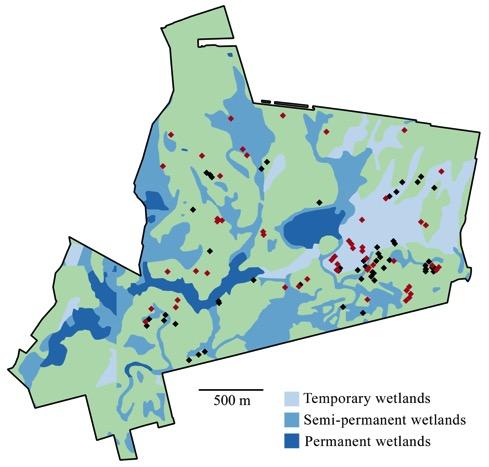 Wetland classification based on US Fish and Wildlife Service s National Wetlands Inventory