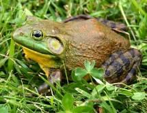 UK Amphibian populations suffering declines and extinctions from Chytrid fungus and