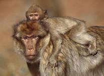 Zoonoses & primates Genetic similarity to humans = higher health risk