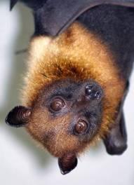 Zoonoses & bats Ebola virus Rabies Egyptian fruit bat sold in French pet shop, 2 months later died of rabies 130 people had to be vaccinated ALL animals with potential contact were euthanised Nipah