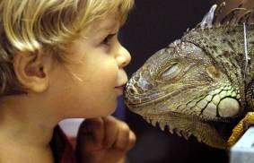 Zoonoses & reptiles Q-fever, tuberculosis, pentastomosis Salmonellosis is main zoonoses transmitted 90% of captive reptiles are healthy carriers Children, pregnant