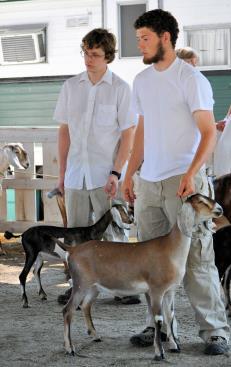 Ossipee Valley Fair Dairy Goat Show South Hiram, Maine - July 9 & 10, 2016 Open Doe Show - ADGA Sanctioned Paul Hopkins - Chairman Marilyn Hopkins Secretary ADGA Judge Halie Weber Groveland, FL See