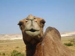 CAMEL DISEASES WILL ALSO HAVE A SPECIAL STRATEGY IN COLLABORATION WITH THE NORTH AFRICAN COUNTRIES.