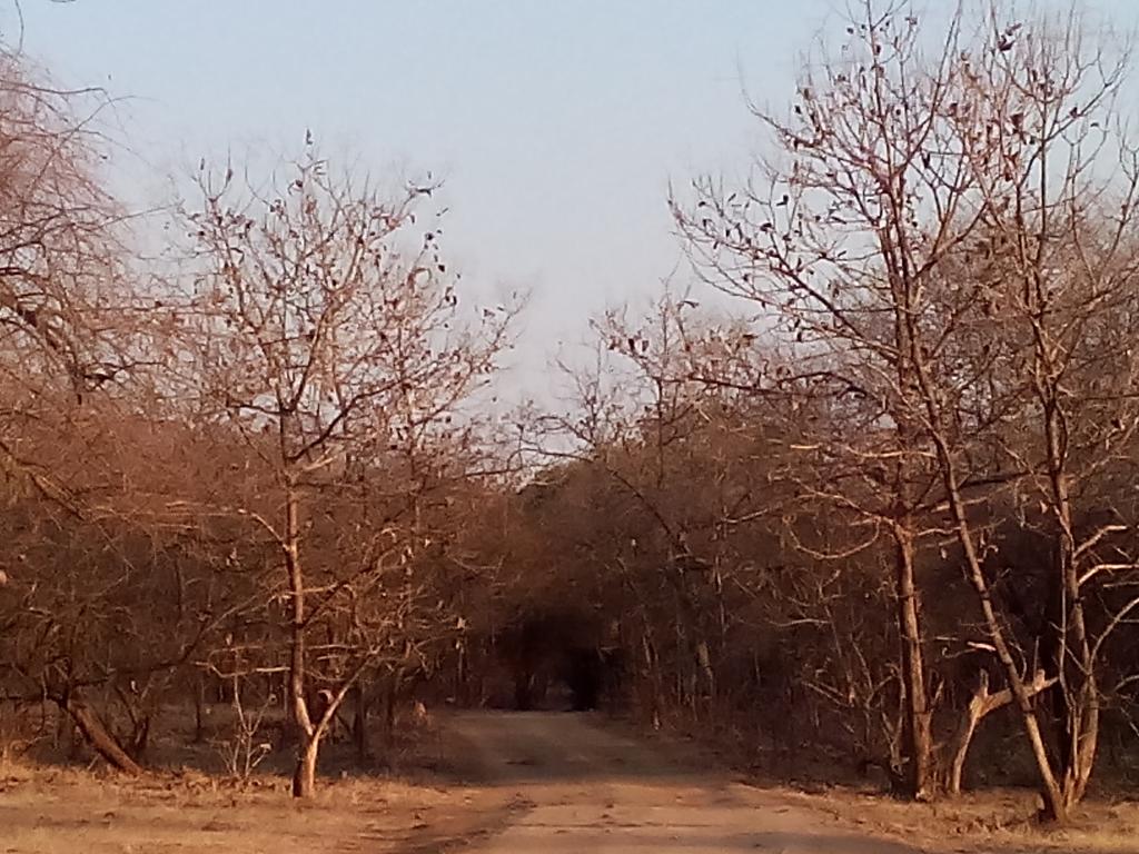 The guide went on to explain, "The Gir forest sanctuary is the sole home of the Asiatic lion. There are only 411 of them including the babies. And the forest is huge.