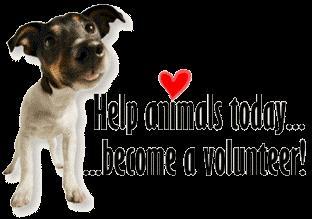 Our volunteer activities are scheduled on the website Meet Up. Right now we are actively recruiting volunteers to help us out at our Saturday adoption events.