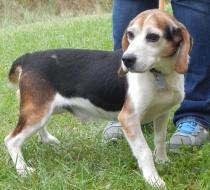 Meet Watson Pet ID: 36706606 Breed: beagle mix Age: 5 yrs. Color: black/brown Gender: male Size: medium Watson came in as a stray from the Bigler Twp Area.