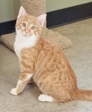 Come out today and meet Bentley as he waits for a forever home here with us! Meet Maye Pet ID: 35287934 Breed: domestic short hair Age: 1 yr.