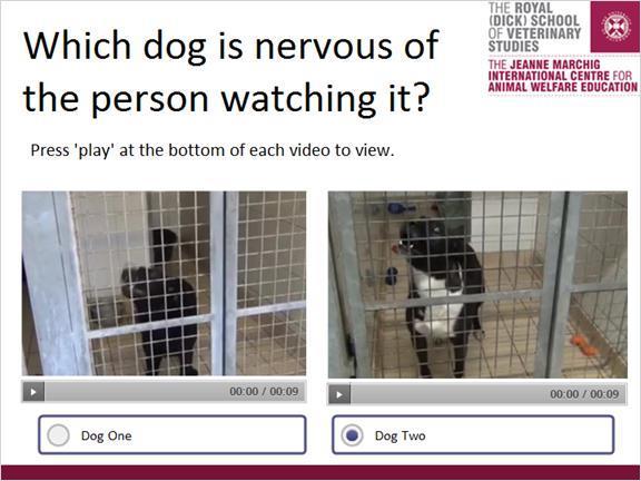 Correct Choice Dog One X Dog Two Feedback when correct: Dog Two is showing behaviours that would make us think it is nervous of the person watching it.