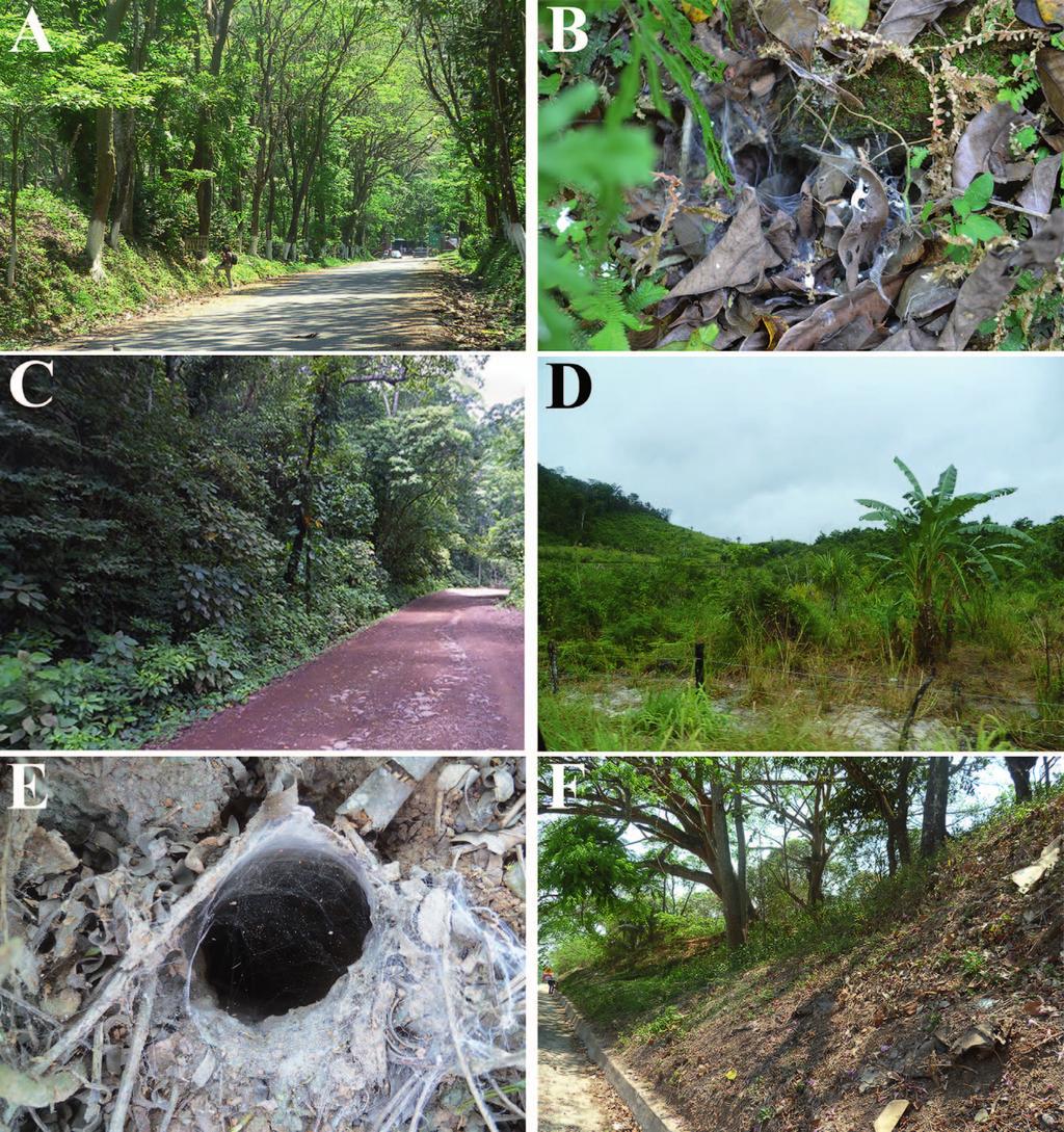 CANDIA-RAMI REZ & FRANCKE TAXONOMIC REVISION OF CRASSICRUS 71 Figure 3. Crassicrus species, habitats and burrows: A. Rainforest on road to Grutas de Cocona, Tabasco, Mexico, type locality of C.