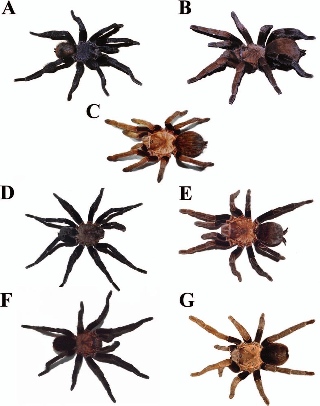 72 JOURNAL OF ARACHNOLOGY Figure 4. Crassicrus species, habitus images. A B. Crassicrus lamanai: A. Male. B. Female from 0.5 km W.