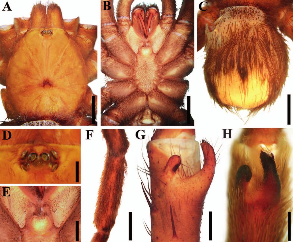 CANDIA-RAMÍREZ & FRANCKE TAXONOMIC REVISION OF CRASSICRUS 73 Figure 5. Crassicrus lamanai male morphology. A G. Holotype: A. Carapace. B. Prosoma, ventral view. C. Abdomen, dorsal view. D.