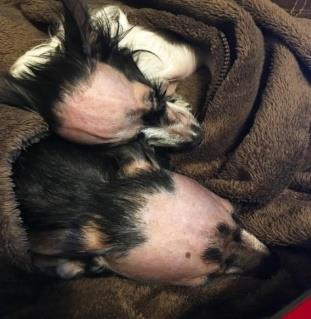 When Tender Loving Crested Rescue started posting about Dumpling, many people immediately noticed how similar the two dogs looked.