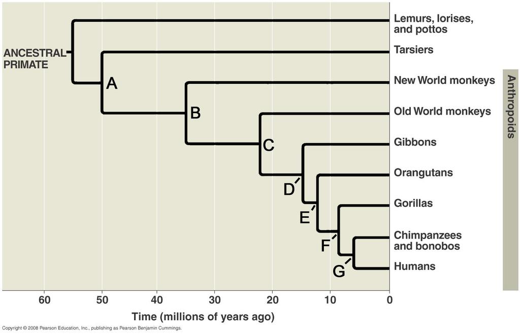 Figure 3a. Phylogeny of Primates. The nodes from which branches emerge represent the hypothetical common ancestor of all taxa above that node on the tree.