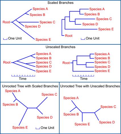 Homologous characters are used to group taxonomic units together on the basis of synapomorphy.