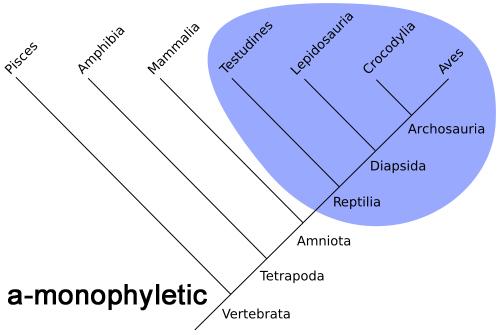 Figure 5. Representative vertebrate taxa are grouped in monophletic (a), paraphyletic (b) and polyphyletic (c) assemblages, shown by blue shading.