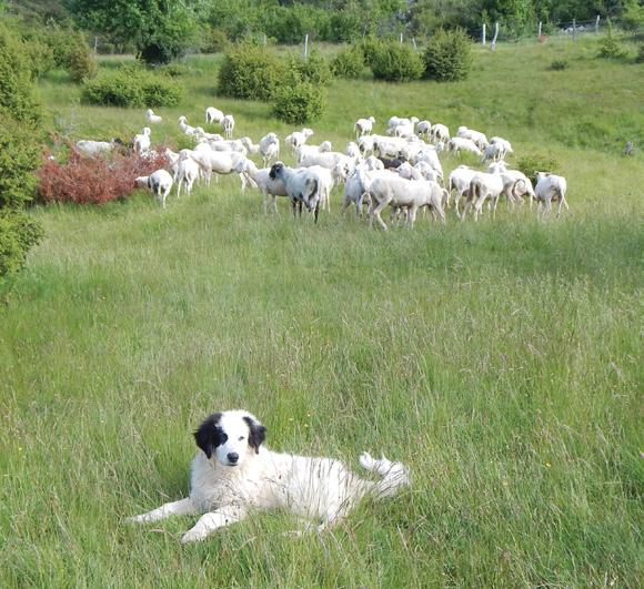 5 PROTECTION OF THE HERD WITH LIVESTOCK GUARDING DOGS Why protect with livestock guarding dogs? Tested through millennia, the livestock guarding dogs are guardians of grazing animals.