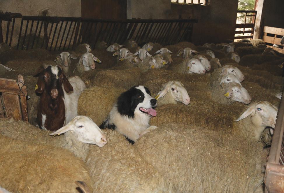 Livestock guarding dog in a stable Winter time is the most suitable period for the inclusion of a young dog in a herd, as we will have ample time to observe the dog in the herd which is closed in a