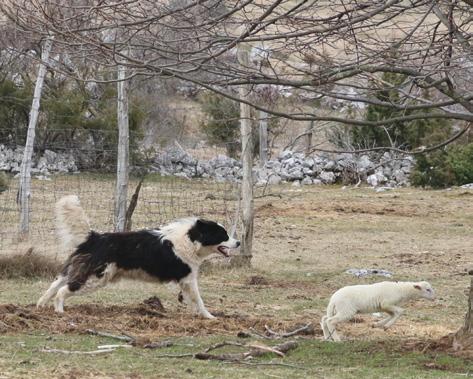 Undesired behaviour of a livestock guarding dog 1. Excessive playfulness of the dog - chasing of animals in the pasture Young dogs are naturally playful and deal with boredom in various ways.