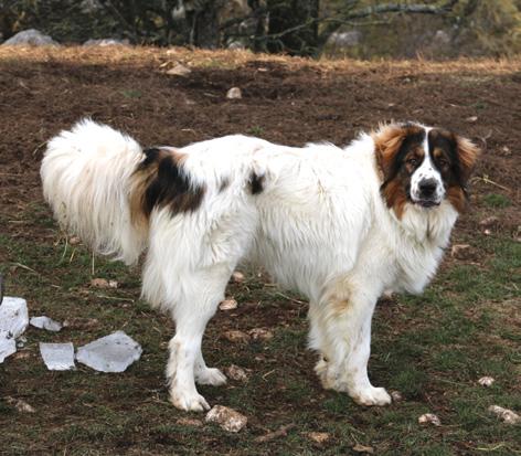 8 LIVESTOCK GUARDING DOG BREEDS In Europe and around the world,