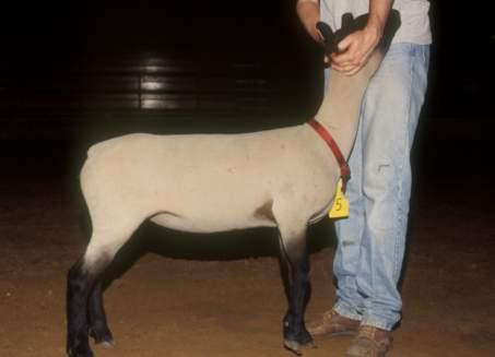 Important genetic factor Economical to maintain moderate-sized ewes Breed these